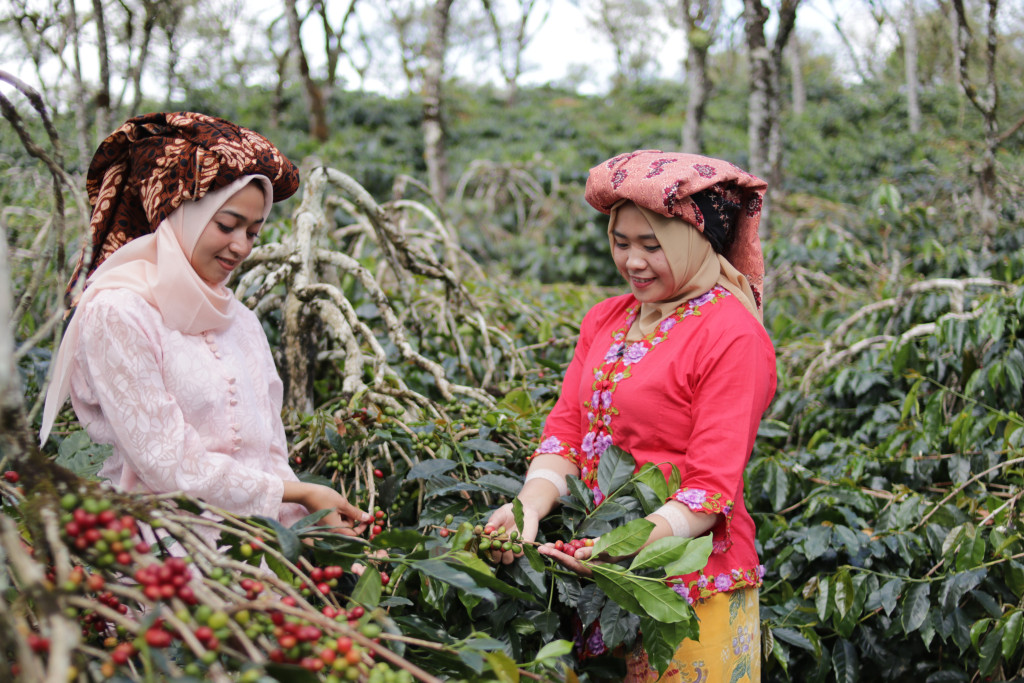 Kopi merupakan salah satu komoditi unggulan di Kabupaten Bener Meriah